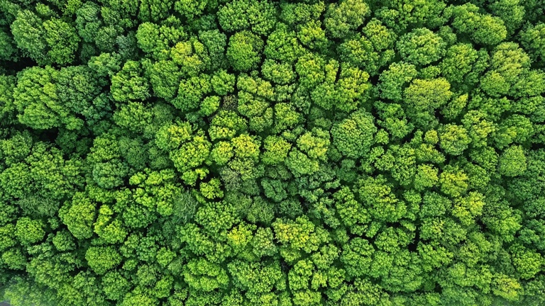 Lush green forest canopy viewed from above